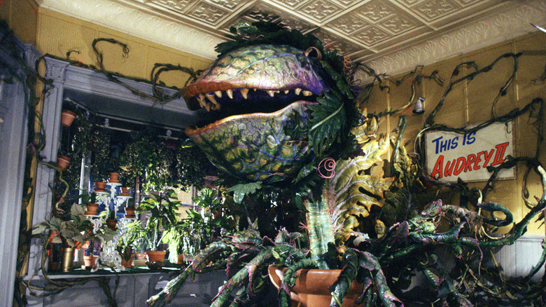 Massive Audrey II in florist shop
