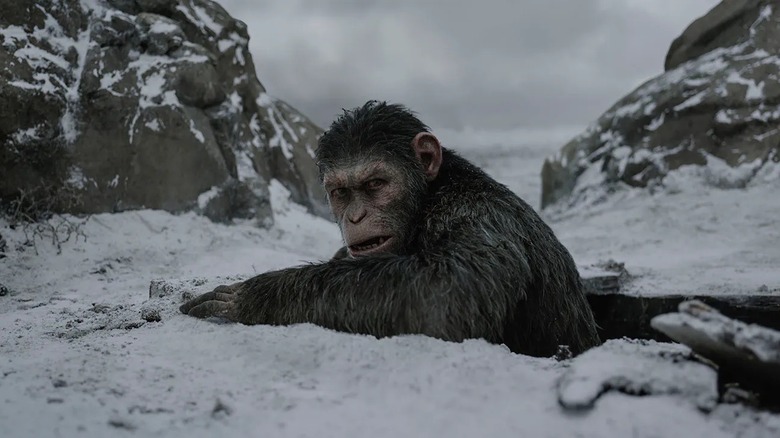 Caesar emerging from the snow in "War for the Planet of the Apes" (2017)