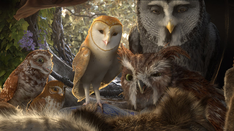 owls gathering together