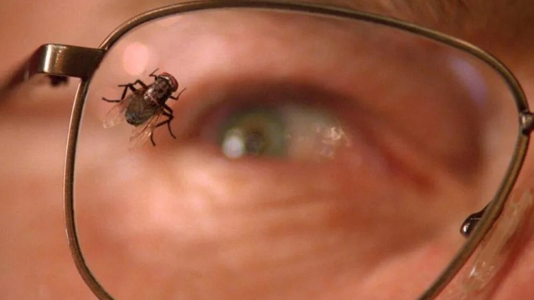 A fly on glasses