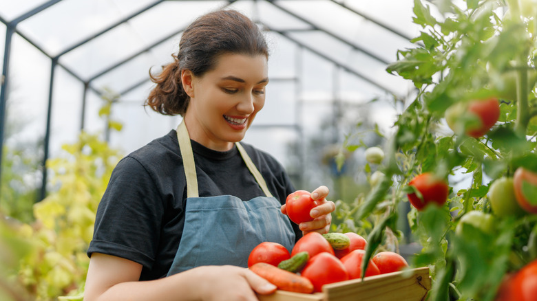 Happy gardener picking lots of healthy tomatoes in the greenhouse
