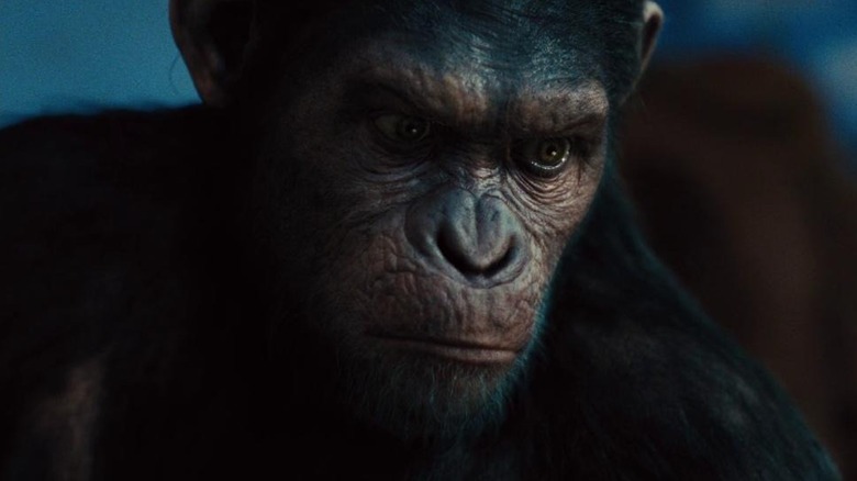 Caesar staring menacingly in Rise of the Planet of the Apes