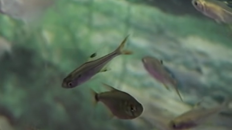   A halak úsznak az akváriumban