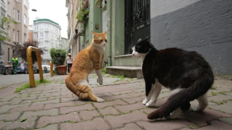 Two street cats face off in Kedi (2016)