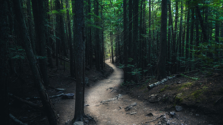 A creepy winding forest trail