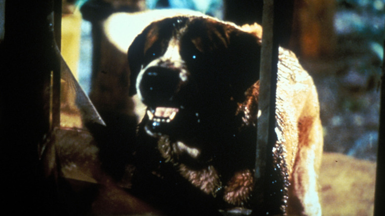 Cujo growling in "Cujo"