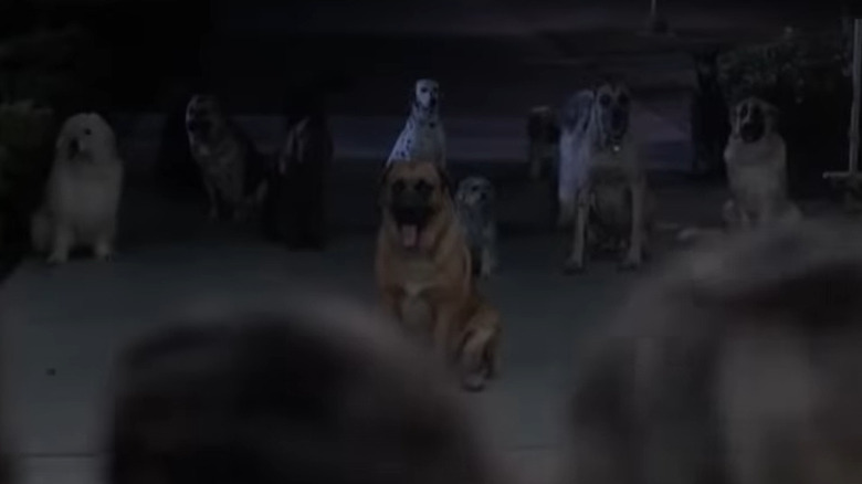 Dogs vs man in "Dogs" (1977)