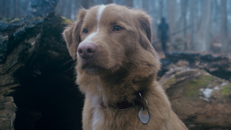 Indy sitting in forest in "Good Boy"