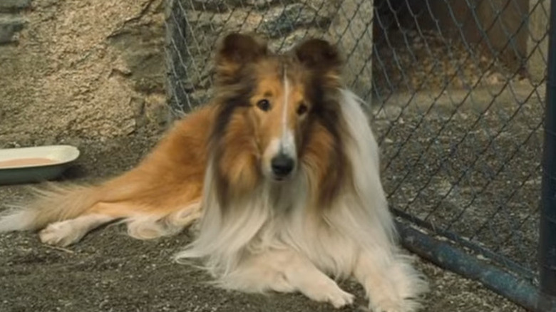 Lassie laying on the ground in Lassie