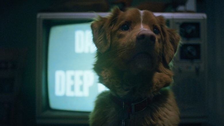 Indy sits in front of the TV in Good Boy