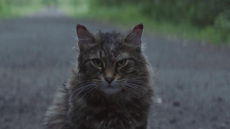 An undead kitty glowering on the road in Pet Sematary (2019)