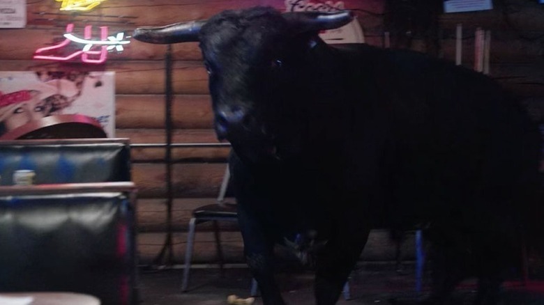 A bull entering a bar on "Yellowstone."