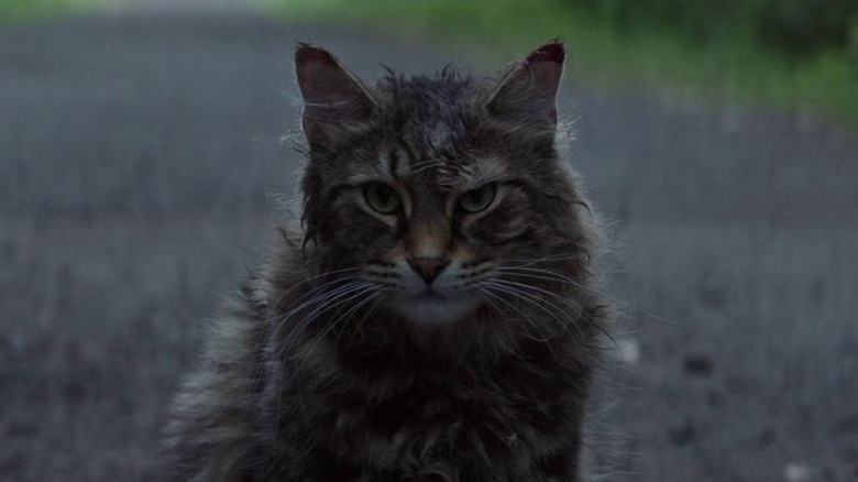 Church the cat sits in the road in "Pet Sematary" (2019)