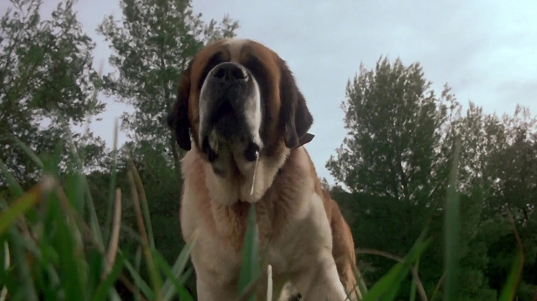 A slobbering St. Bernard standing outside in "Cujo"