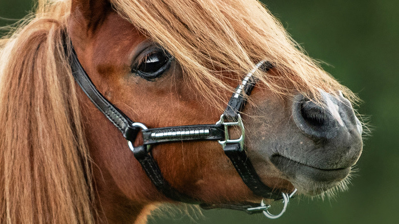 horse looking content 