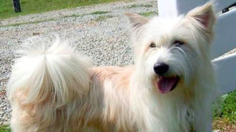 Happy looks left, pants