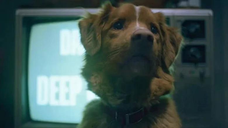 Indy in front of a TV in Good Boy