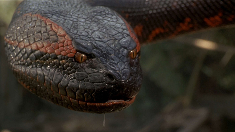The snake in Anaconda (1997)