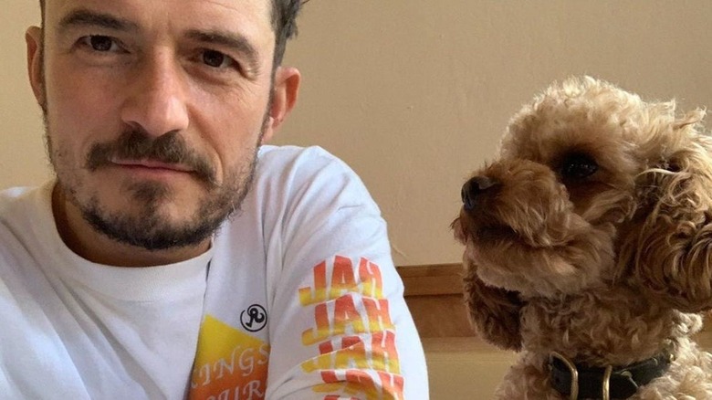 Orlando Bloom and his dogs