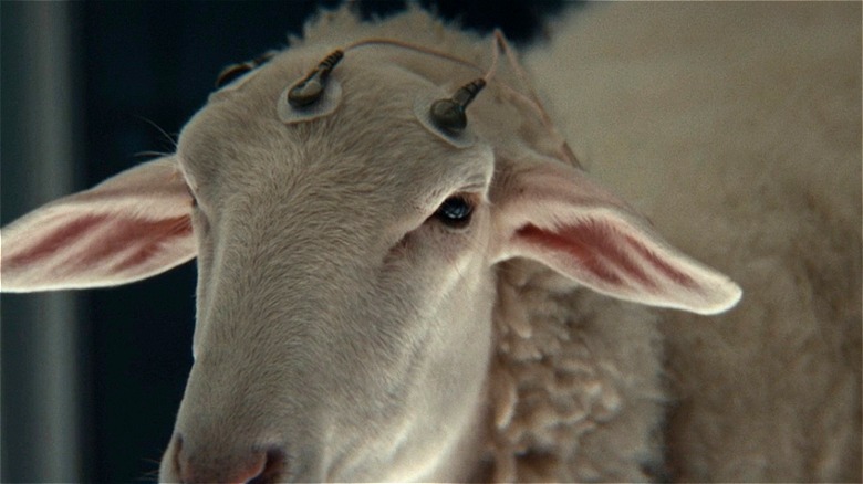 Sheep waiting for experiment to start in "Alien: Earth"