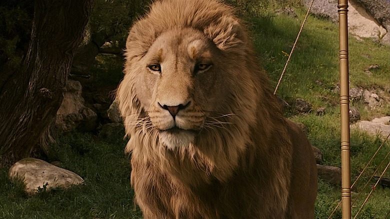 A close up of Aslan in "The Lion, the Witch and the Wardrobe" (2005)