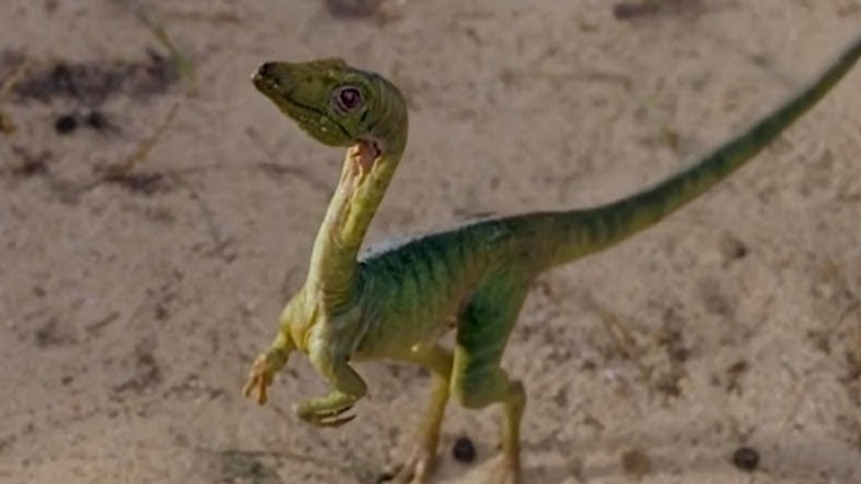 A tiny green Compy stands on the beach