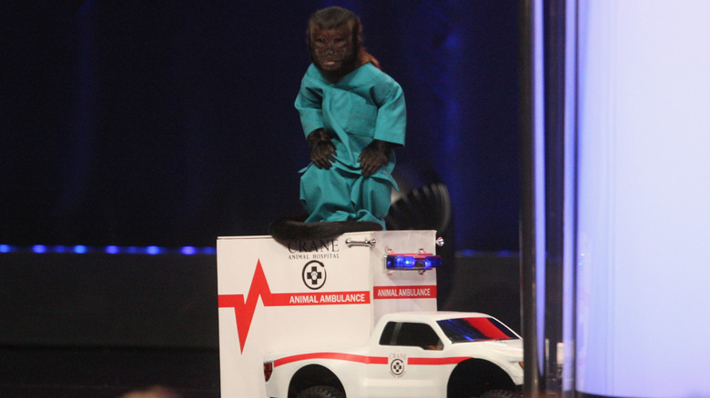 Crystal the monkey on a toy ambulance