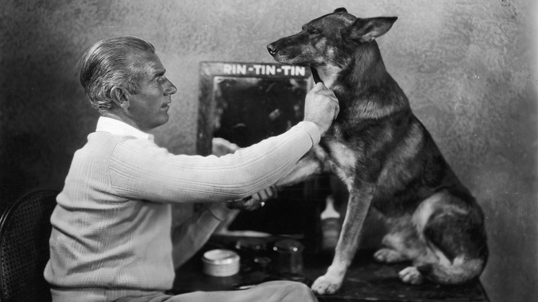 Rin Tin Tin being groomed