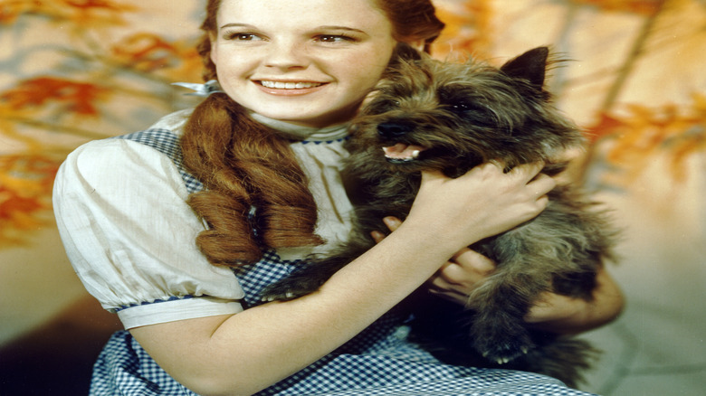 Judy Garland holds Toto