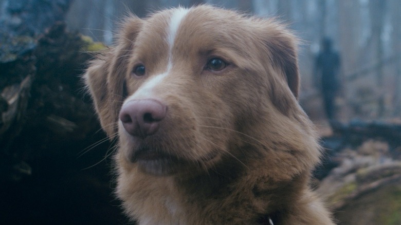 Indy sitting in forest in 