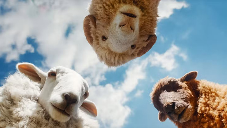Sheep looking down at someone in The Sheep Detectives