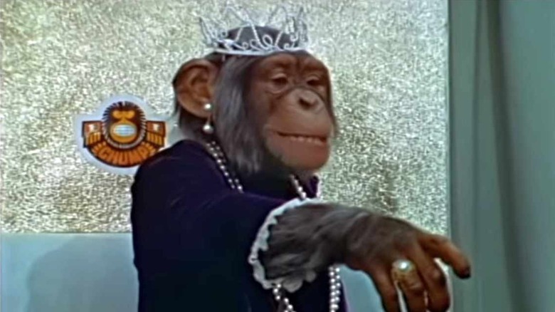 Queen chimpanzee points