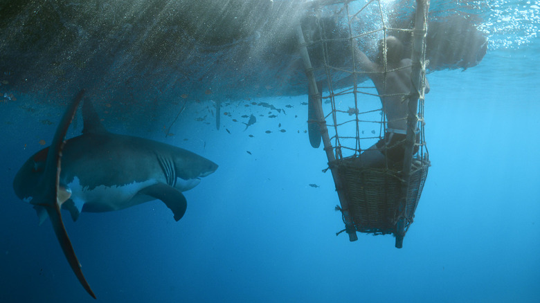 Shark approaching a man in an underwater cage in "Kon-Tiki"