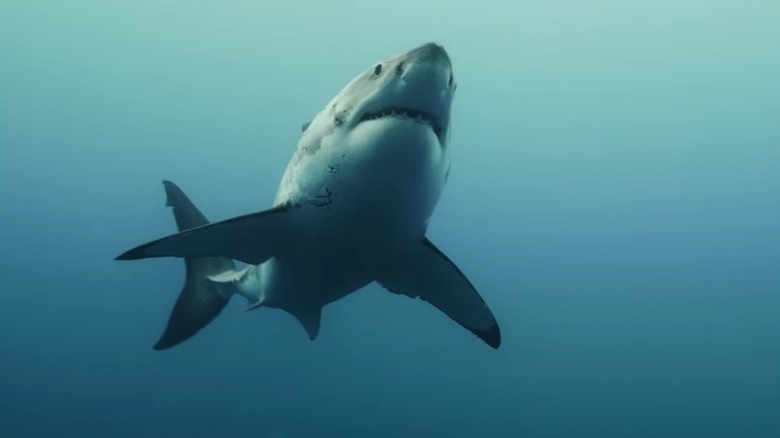 A shark swims through the water in The Reef: Stalked
