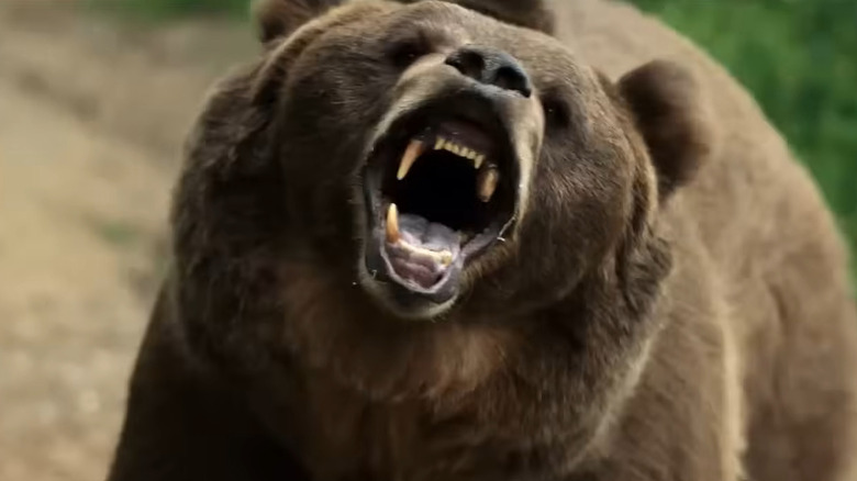 A bear growling in "Grizzly Night" (2026)
