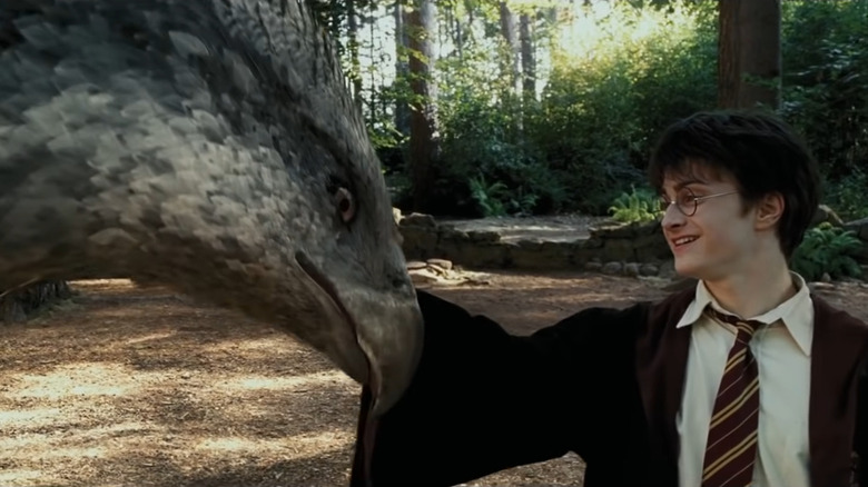 Harry pets Buckbeak