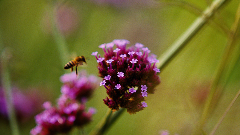 A bee polinates flowers in "Bugonia" (2025)