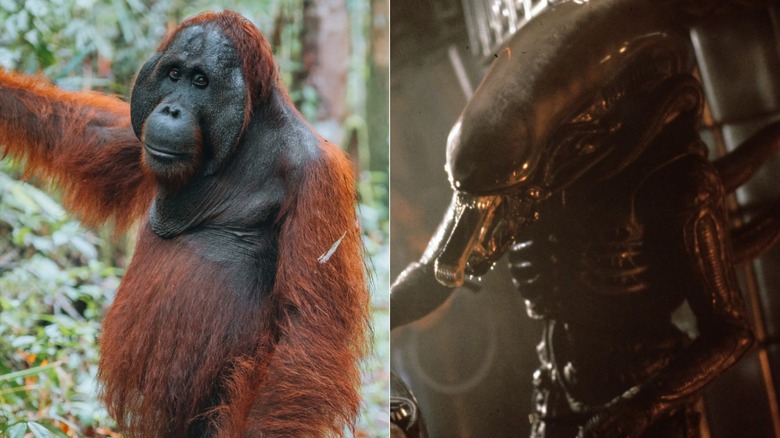 An orangutan in the jungle and the Xenomorph from "Alien" (1979)