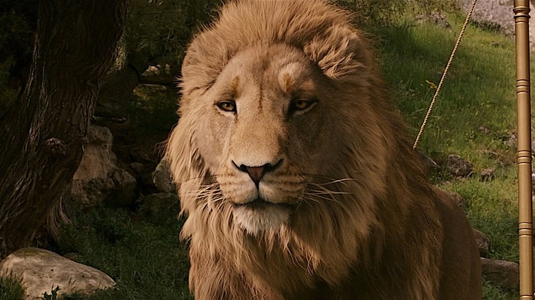 A close up of Aslan in 