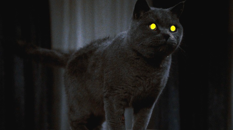 Church the Cat in Pet Sematary