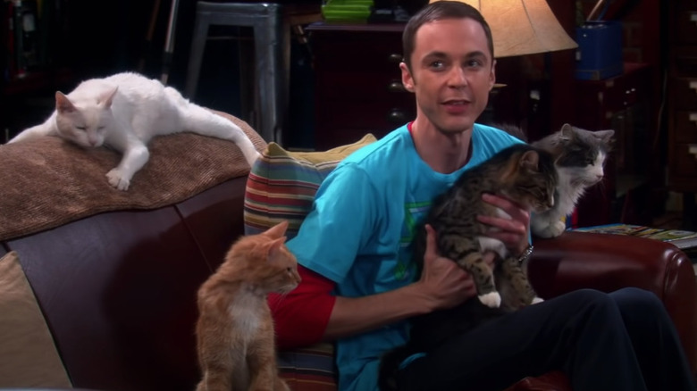 Sheldon and his cats