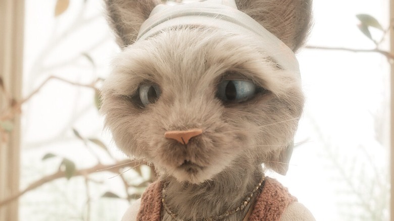 Jen the cat wearing a headband