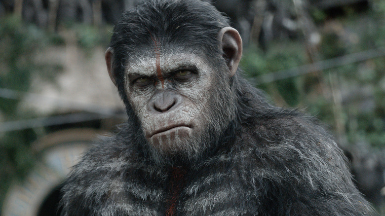 Caesar looks grim (2014)