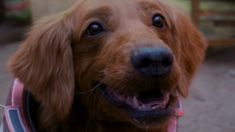 Cosmo the Space Dog smiling wearing a spacesuit in Guardians of the Galaxy Holiday Special