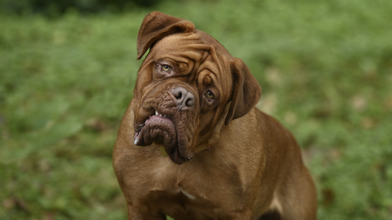 Hooch Jr. the dog
