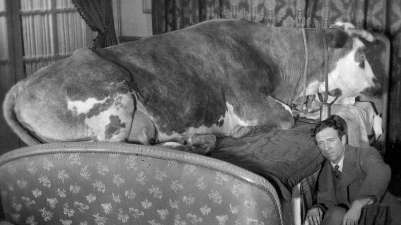 A cow lies on a bed with a man sitting next to it in "L'Age d'Or" (1930)