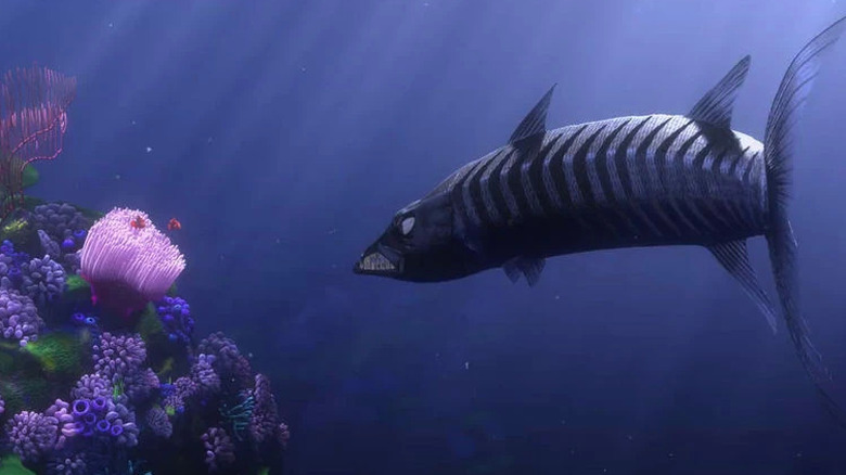Barracuda stalks clownfish by reef