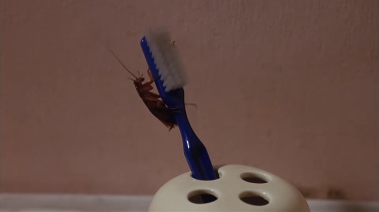 Cockroach crawling on toothbrush