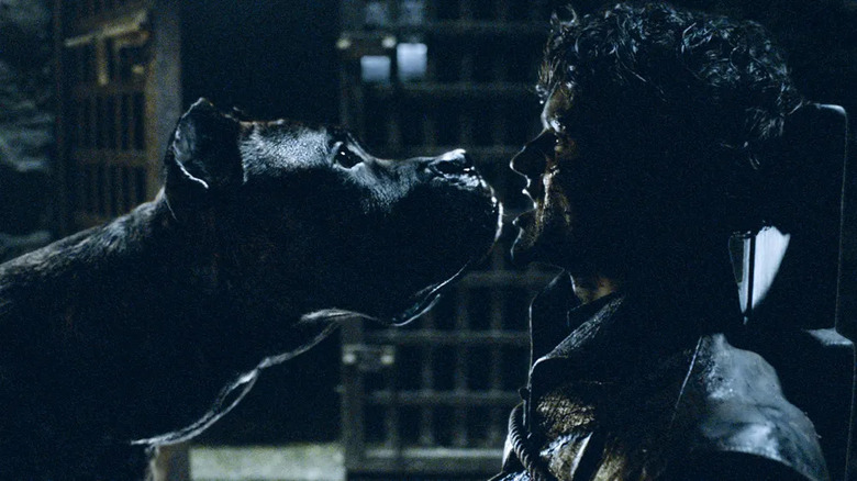 Ramsay facing dog