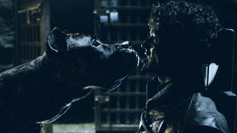 Ramsay facing dog